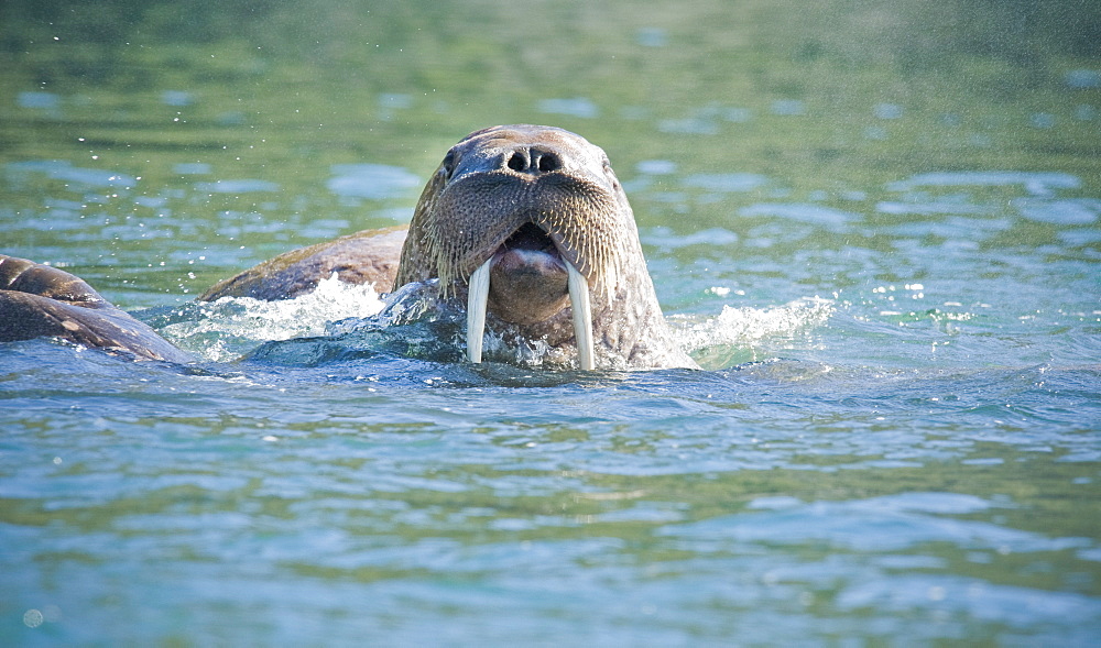 Wild Males Walrus (Odobenus rosmarus), Endangered, Haul out, colony, Bogoslov Island (Bering Sea) Russia, Asia