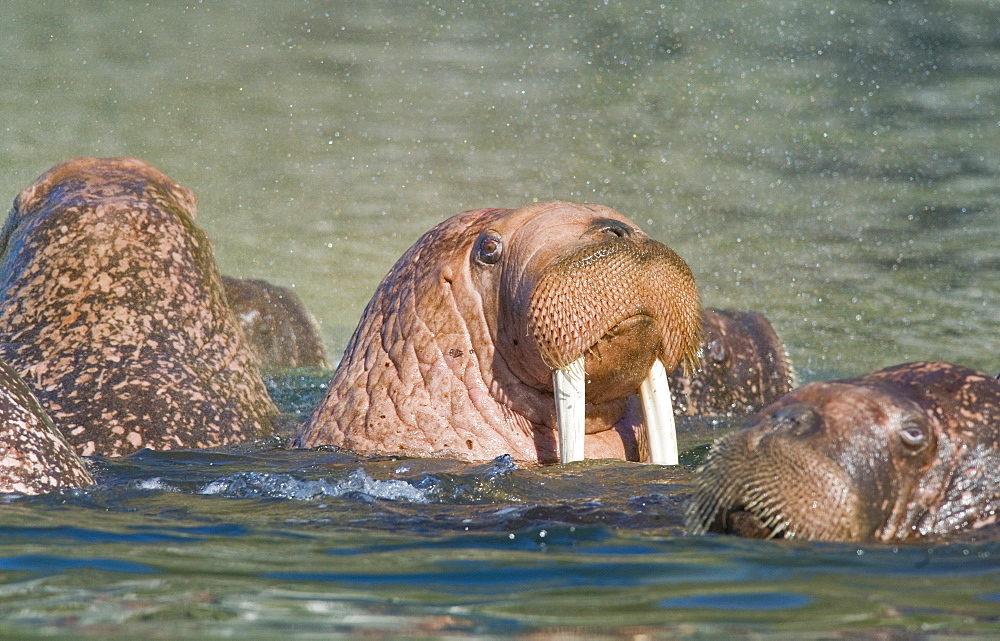 Wild Males Walrus (Odobenus rosmarus), Endangered, Haul out, colony, Bogoslov Island (Bering Sea) Russia, Asia