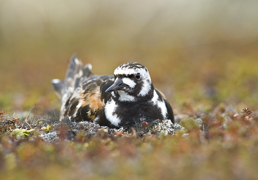 2008; A nesting Ruddy Turnstone (Arenaria interpres) in breeding plumage. Tymna Lagoon, Chukotskiy Peninsular, Russia, Asia