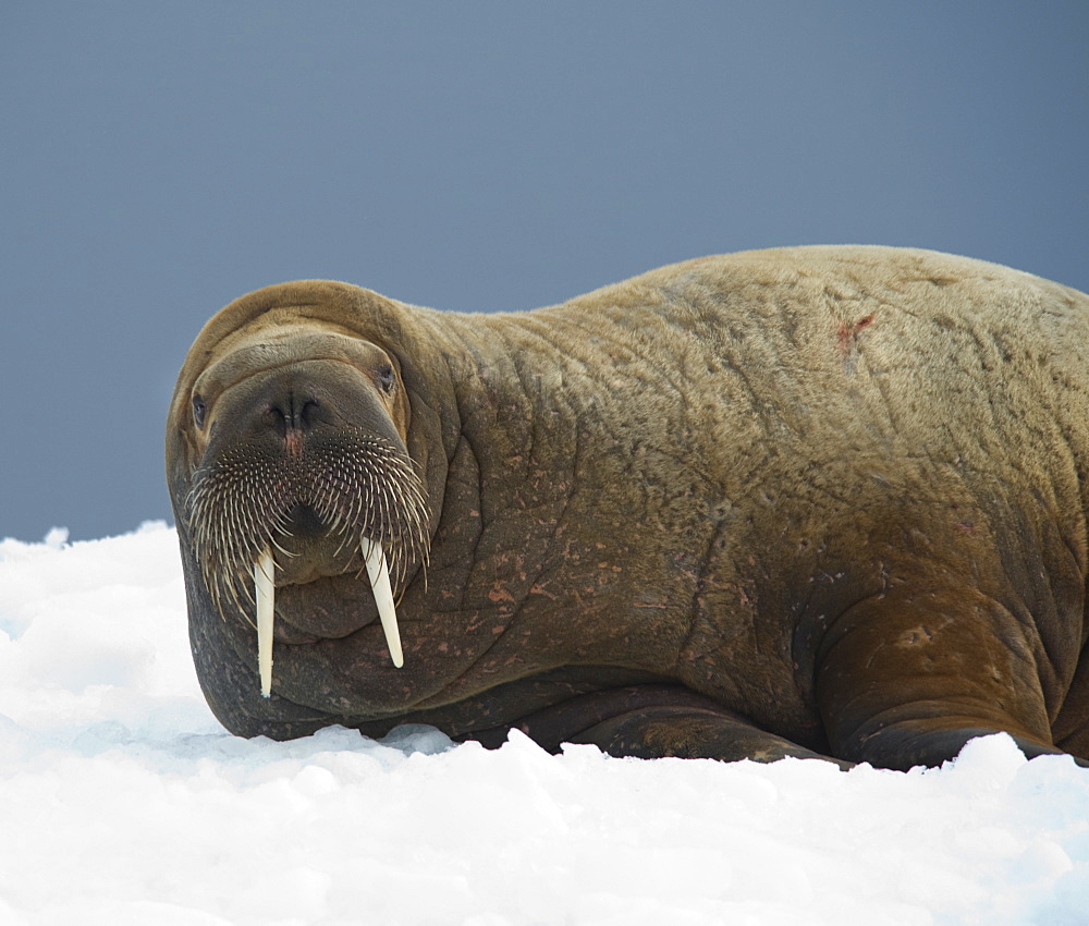 Walrus (Odobenus rosmarus). Longyearbyen, Far Northern Ice Sheets, Svalbard, Norway