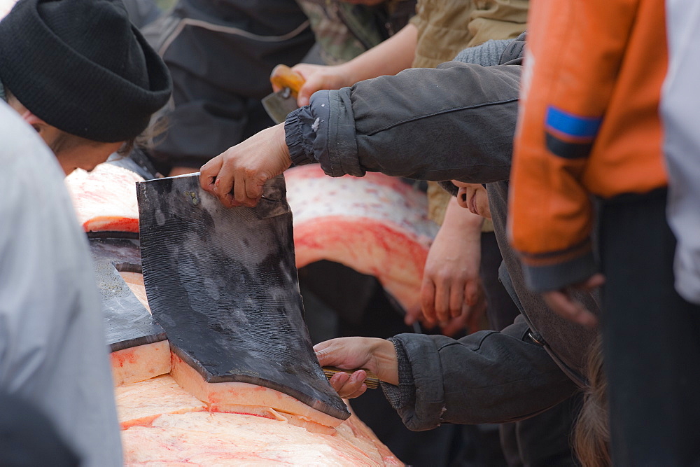 Inuit Settlement with locals cutting large slabs of whale meat from a freshly caught Grey whale, Lorino Village (Chukotskiy Peninsular) Russia, Asia.