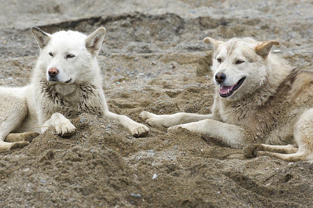 Inuit Settlement with two local Captive Huskie dogs watching a whale cleanse, Lorino Village (Chukotskiy Peninsular) Russia, Asia.