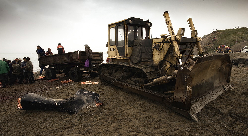 Inuit Settlement with locals cutting large slabs of whale meat from a freshly caught Grey whale, Lorino Village (Chukotskiy Peninsular) Russia, Asia.