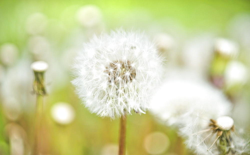 Common dandelion (Taraxacum officinale), meadow, Botanical Gardens Sapporo (Hokkaido) Japan, Asia