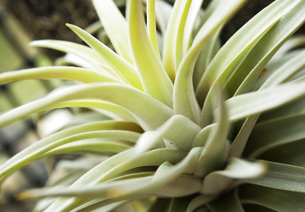 Epiphytic bromeliad at the Botanical Gardens of, Sapporo (Hokkaido), Japan, Asia.  MORE INFO: These Epiphytes grow above ground, usualy from another host tree.