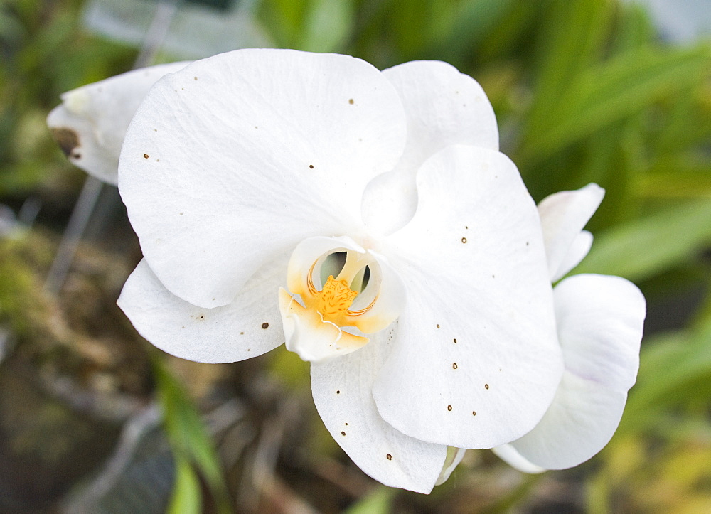 White Orchid at the Botanical Gardens of, Sapporo (Hokkaido), Japan, Asia