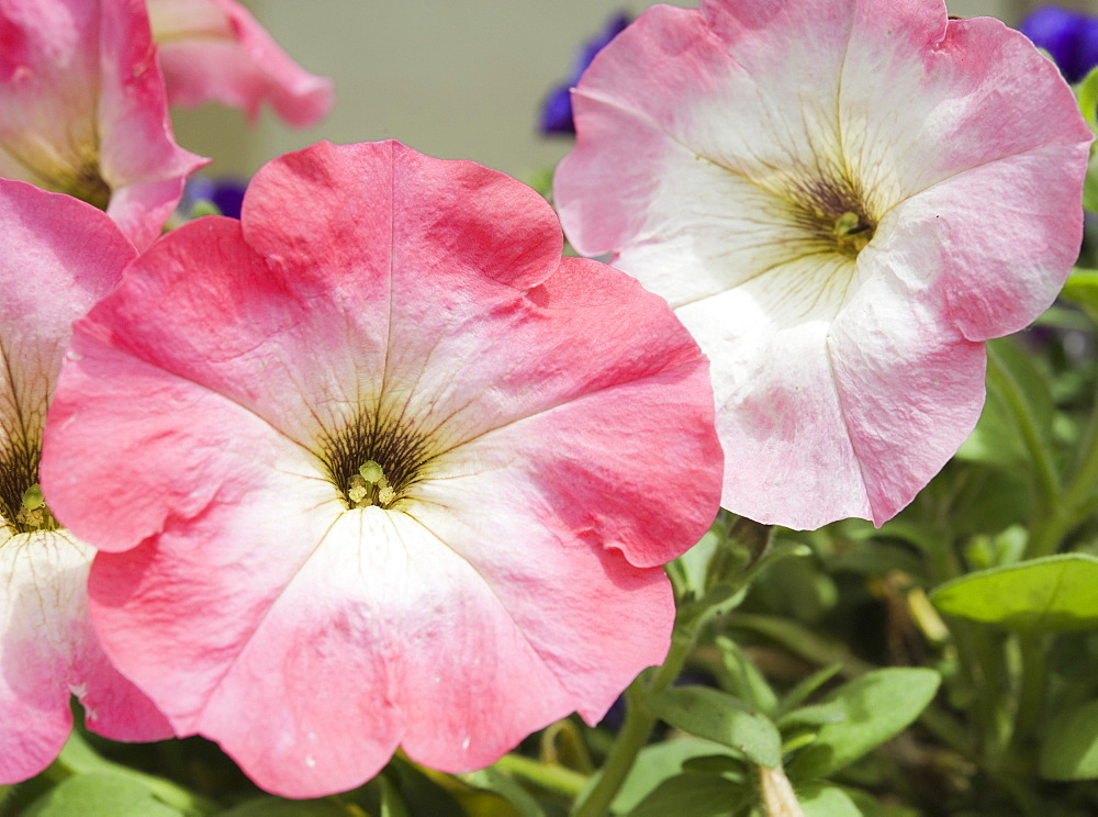 Petunias (Petunia x hybrida) at the Botanical Gardens Sapporo (Hokkaido) Japan, Asia