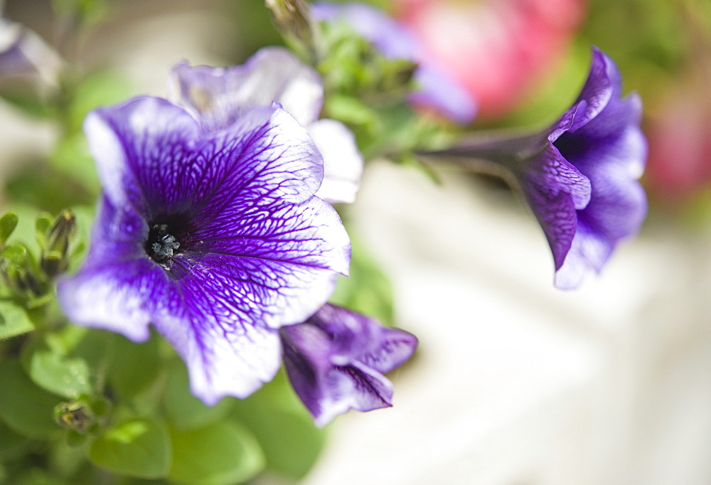 Petunias (Petunia x hybrida) at the Botanical Gardens Sapporo (Hokkaido) Japan, Asia