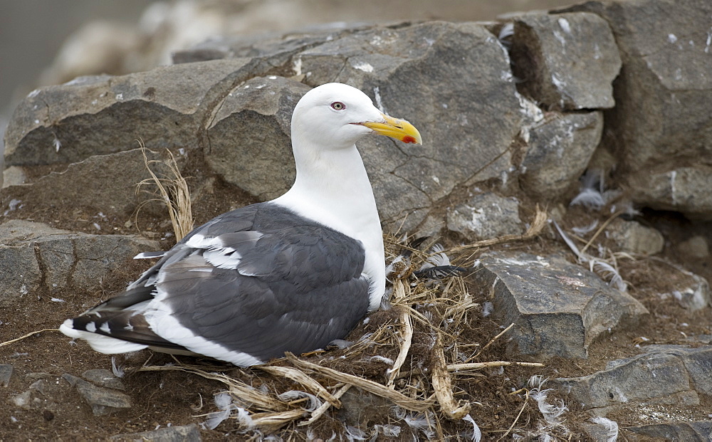 Wild Slaty-backed Gull (Larus schistisagus) , nesting, Tyuleniy Island, Russia, Asia   MORE INFO:  Gulls circle the Kittywakes colony in hope that if they fly, the gulls can swoop in and grab their exposed eggs