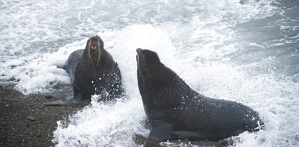 Wild Large Male Northern fur seals ( Callorhinus ursinus ), Colony,  Endangered, part of massive colony, being territorial, Tyuleniy Islands (Bering Sea), Russia, Asia. 