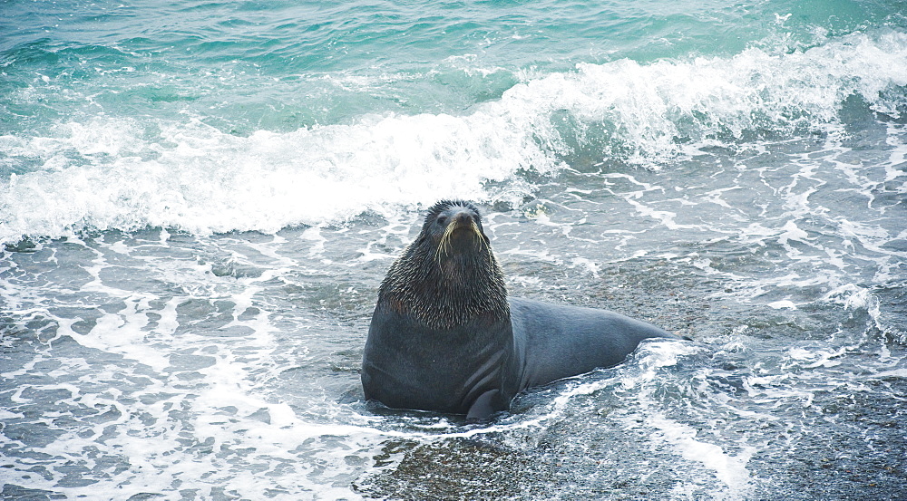 Wild Large Male Northern fur seal ( Callorhinus ursinus ), Colony,  Endangered, part of massive colony, being territorial, Tyuleniy Islands (Bering Sea), Russia, Asia. 