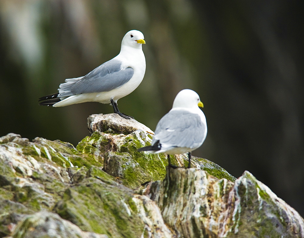 Wild Black-legged Kittiwakes (Rissa tridactyla) sol, Tyuleniy Island (Bering Sea) Russia, Asia