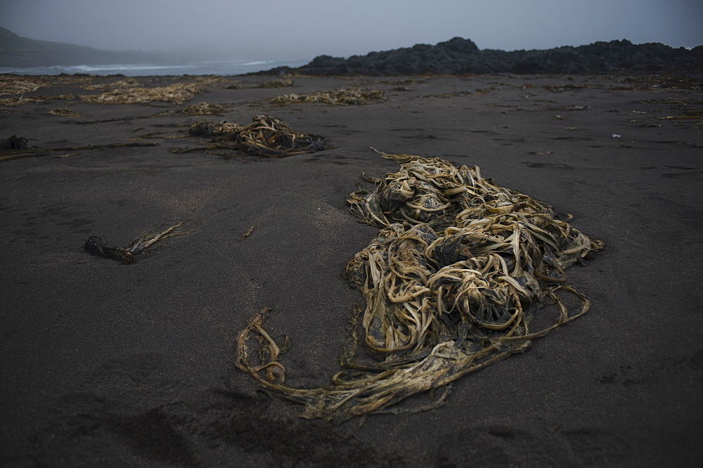 Stromy Arctic weather brings up sea weed on Chirpoy Island (Bering Sea), Russia, Asia