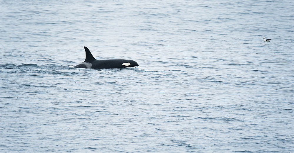 Wild Adult Male Killer Whale or Orca (Orcinus orca), Shimushir Island (Bering Sea) Russia, Asia