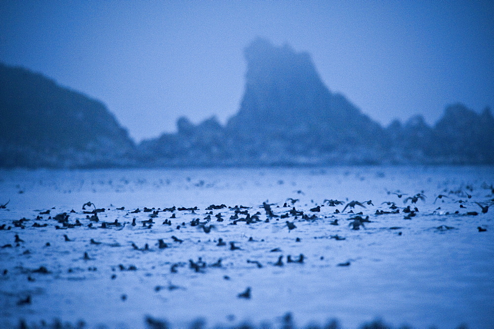 Swarm, Hundreds of thousands of Whiskerd Auklets (Aethia pygmaea), returning from feeding in eavening. Yankicha Island, (Bering Sea), Russia, Asia