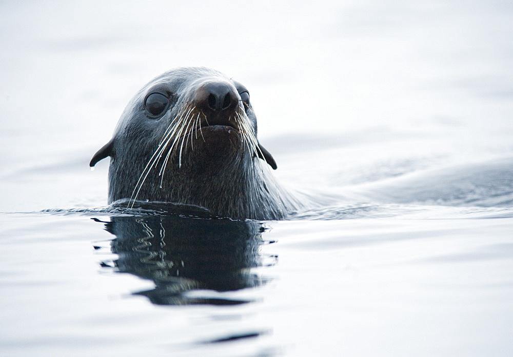 Wild Large Male Northern fur seal ( Callorhinus ursinus ), Solo, In water, Endangered, part of massive colony. Srednego Island (Bering Sea), Russia, Asia