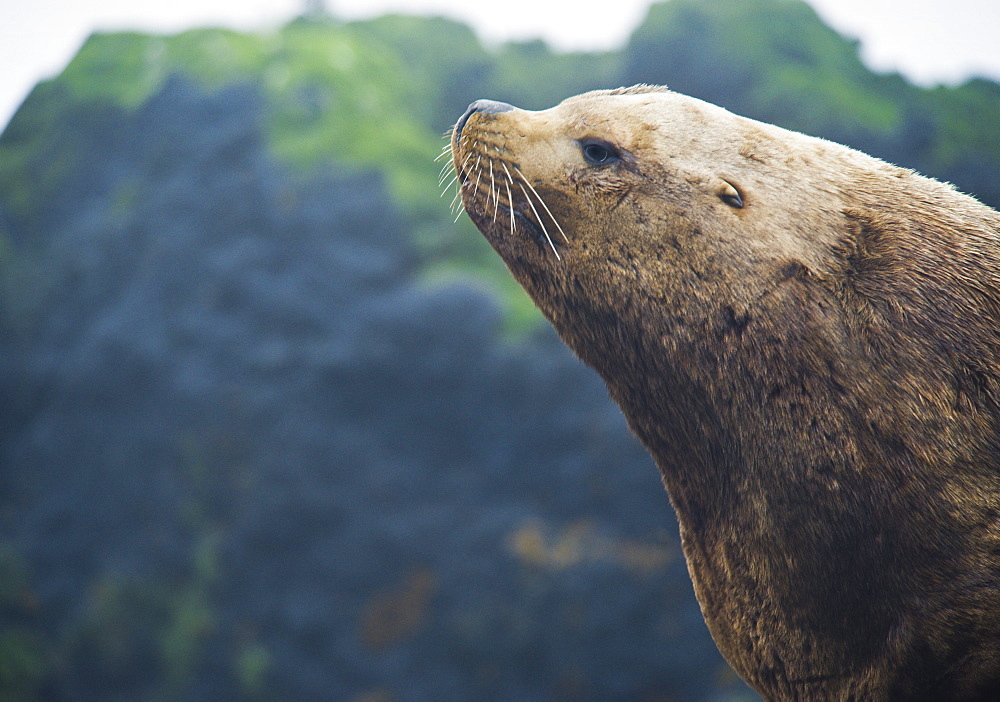 Wild Adult Male Steller sea lions (Eumetopias jubatus), endangered, colony, rookery, haul out, raft, above water. Srednego Island (Bering Sea) Russia, Asia.  MORE INFO: This sea lion in the largest member of the eared seals.