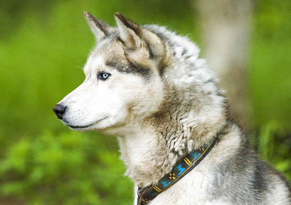 Captive Male Siberian Huskies at the Siberian K9 Kennel and Lodge, Petropavlovsk (Kamchatka) Russia, Asia.  MORE INFO: Dogs used for sled pulling and races.