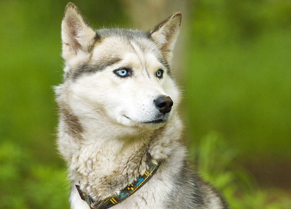 Captive Male Siberian Huskies at the Siberian K9 Kennel and Lodge, Petropavlovsk (Kamchatka) Russia, Asia.  MORE INFO: Dogs used for sled pulling and races.