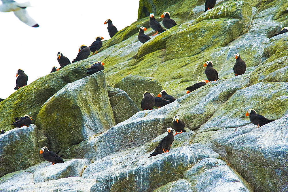 Wild Adult Tufted Puffins (Fratercula cirrhata), Colony, In breeding plumage, Bering Islands (Bering sea), Russia, Asia. 