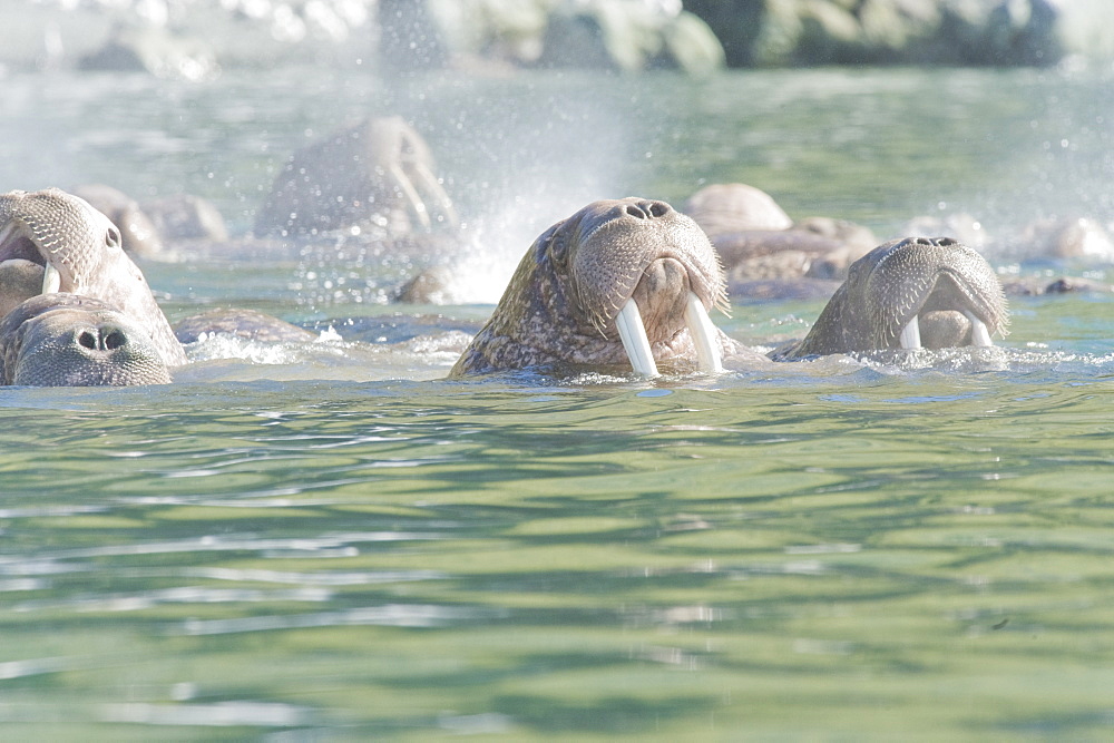 Wild Males Walrus (Odobenus rosmarus), Endangered, Haul out, colony, Bogoslov Island (Bering Sea) Russia, Asia