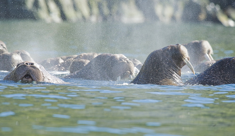 Wild Males Walrus (Odobenus rosmarus), Endangered, Haul out, colony, Bogoslov Island (Bering Sea) Russia, Asia