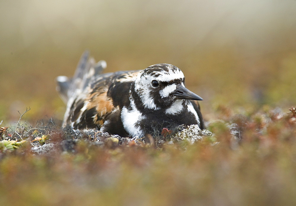 2008; A nesting Ruddy Turnstone (Arenaria interpres) in breeding plumage. Tymna Lagoon, Chukotskiy Peninsular, Russia, Asia