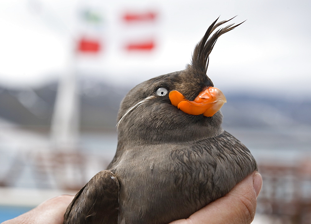 Whiskered Auklet (Aethia pygmaea), Chukotskiy Peninsular, Cape Dezhnev, Russia, Asia