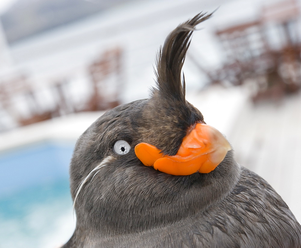 Whiskered Auklet (Aethia pygmaea), Chukotskiy Peninsular, Cape Dezhnev, Russia, Asia