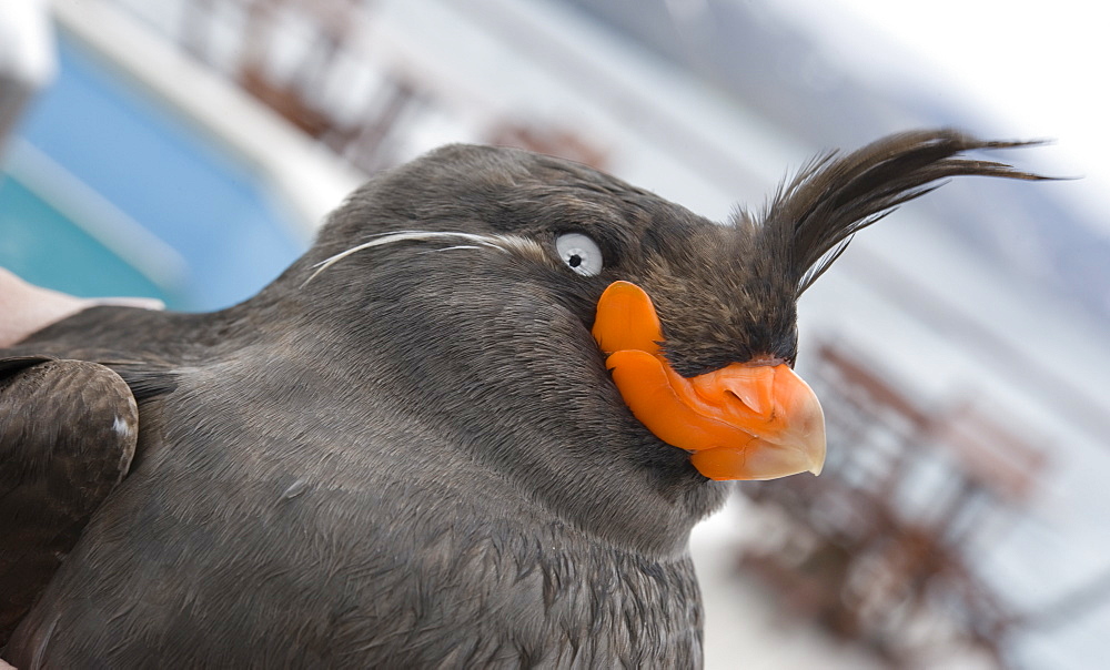 Whiskered Auklet (Aethia pygmaea), Chukotskiy Peninsular, Cape Dezhnev, Russia, Asia