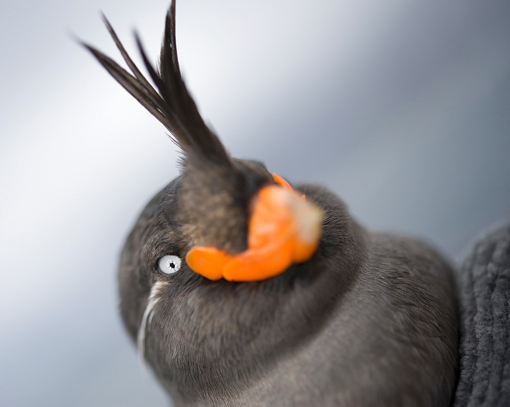 Whiskered Auklet (Aethia pygmaea), Chukotskiy Peninsular, Cape Dezhnev, Russia, Asia