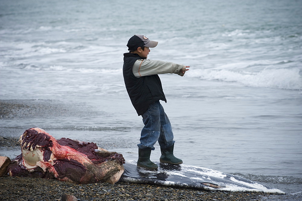 Inuit Settlement with local boy pretending to surf on the tale of a freshly caught Grey whale, Lorino Village (Chukotskiy Peninsular) Russia, Asia.