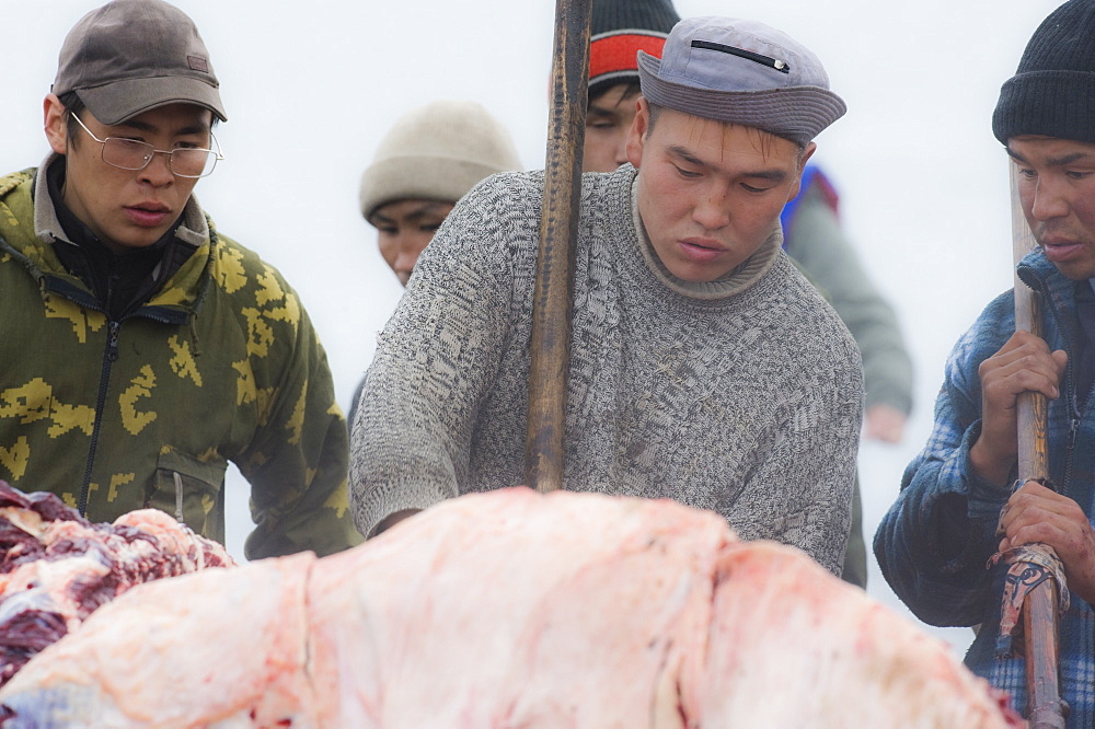 Inuit Settlement with locals cutting large slabs of whale meat from a freshly caught Grey whale, Lorino Village (Chukotskiy Peninsular) Russia, Asia.