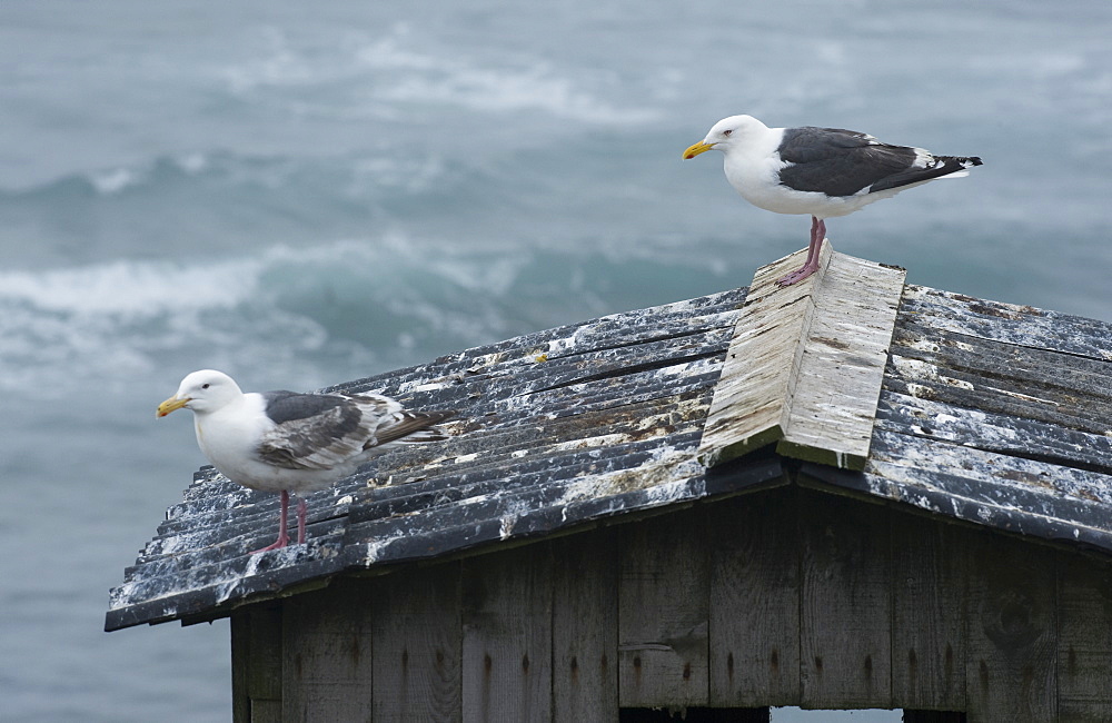 Wild Slaty-backed Gulls (Larus schistisagus), keeping watch ontop of bird watch hut. Tyuleniy Island, Russia, Asia   MORE INFO:  Gulls circle the Kittywakes colony in hope that if they fly, the gulls can swoop in and grab their exposed eggs