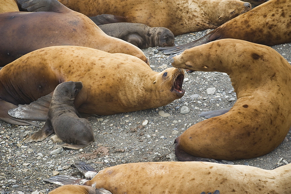 Wild Adult  Female, Steller sea lions (Eumetopias jubatus), new pup, fresh born, endangered, colony, rookery, haul out, raft, above water.Bering Islands (Bering Sea) Russia, Asia.  MORE INFO: This sea lion in the largest member of the eared seals.