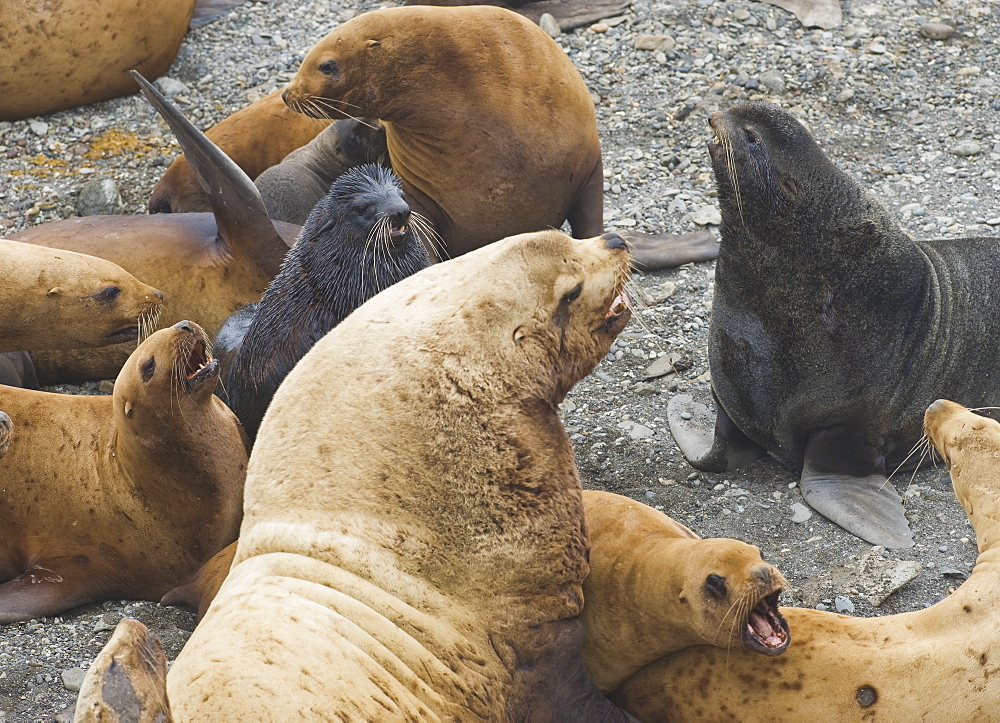 Wild Adult  Male and Female, Steller sea lions (Eumetopias jubatus), and Northern Fur Seal, endangered, colony, rookery, haul out, raft, above water.Bering Islands (Bering Sea) Russia, Asia.  MORE INFO: This sea lion in the largest member of the eared seals.