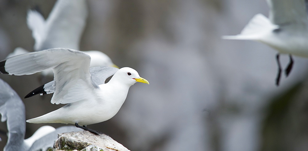 Wild Black-legged Kittiwakes (Rissa tridactyla) sol, Tyuleniy Island (Bering Sea) Russia, Asia