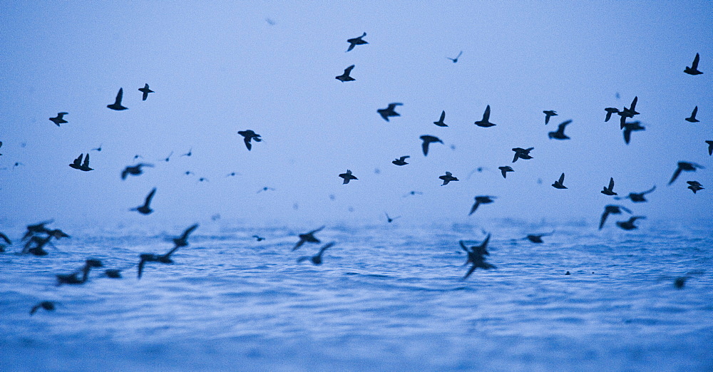 Swarm, Hundreds of thousands of Whiskerd Auklets (Aethia pygmaea), returning from feeding in eavening. Yankicha Island, (Bering Sea), Russia, Asia