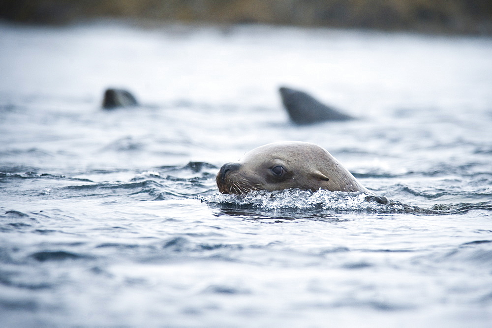 Wild Adult Male and Female, Steller sea lions (Eumetopias jubatus), endangered, colony, rookery, haul out, raft, above water. Bering Islands (Bering Sea) Russia, Asia.  MORE INFO: This sea lion in the largest member of the eared seals.