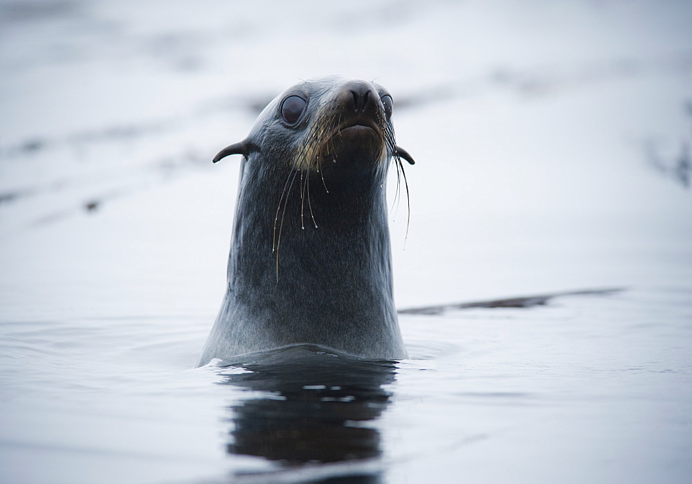 Wild Large Male Northern fur seal ( Callorhinus ursinus ), Solo, In water, Endangered, part of massive colony. Srednego Island (Bering Sea), Russia, Asia