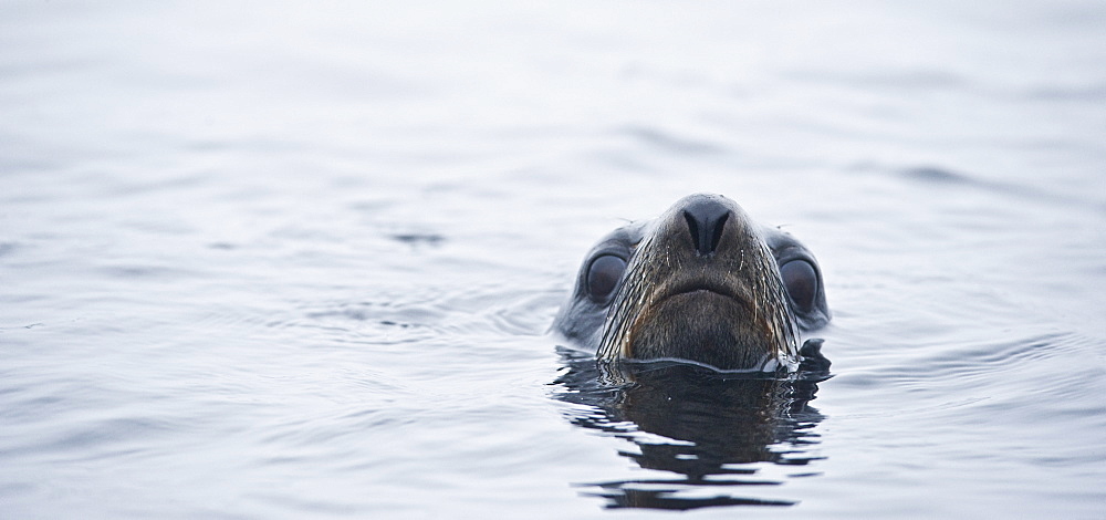 Wild Large Male Northern fur seal ( Callorhinus ursinus ), Solo, In water, Endangered, part of massive colony. Srednego Island (Bering Sea), Russia, Asia