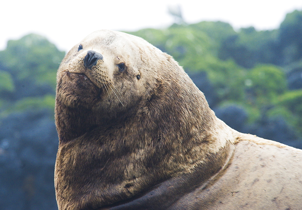 Wild Adult Male Steller sea lions (Eumetopias jubatus), endangered, colony, rookery, haul out, raft, above water. Bering Islands (Bering Sea) Russia, Asia.  MORE INFO: This sea lion in the largest member of the eared seals.