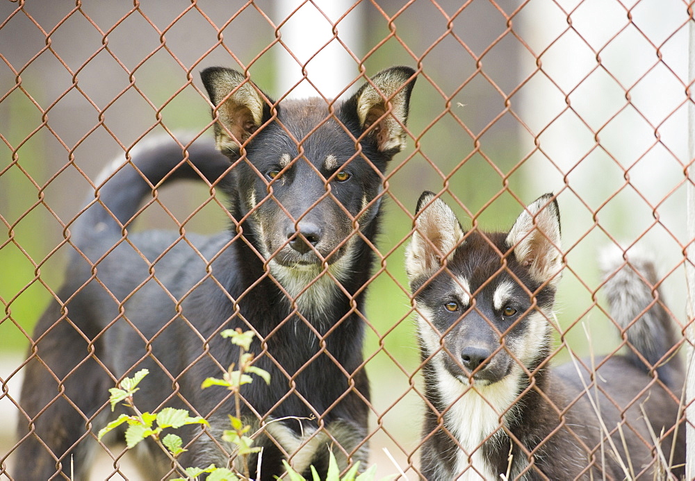 Captive Male Siberian Huskies at the Siberian K9 Kennel and Lodge, Petropavlovsk (Kamchatka) Russia, Asia.  MORE INFO: Dogs used for sled pulling and races.