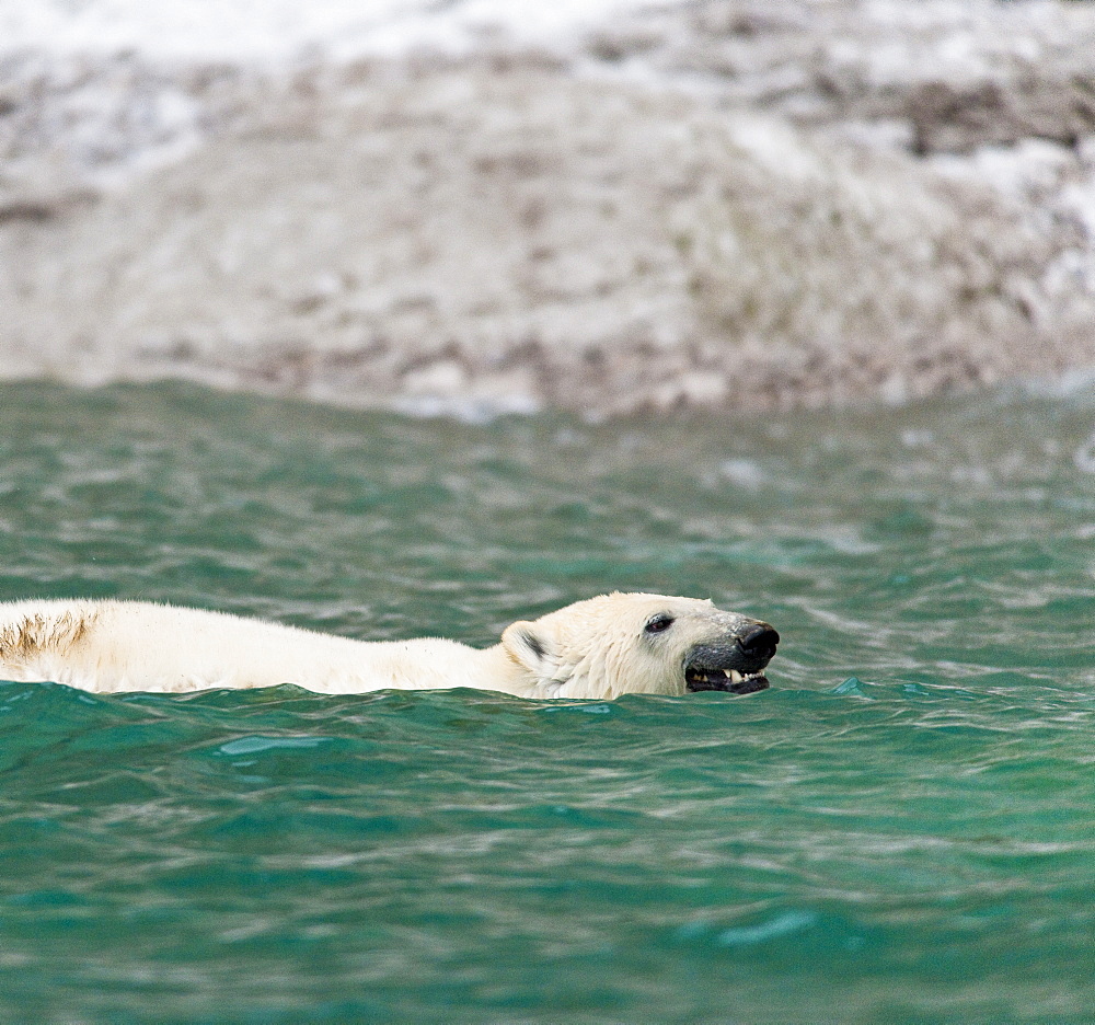 Polar Bear (Ursus Maritimus) bathing in ocean. Akpatok Island, Quebec, Nunavik, Canada, North America