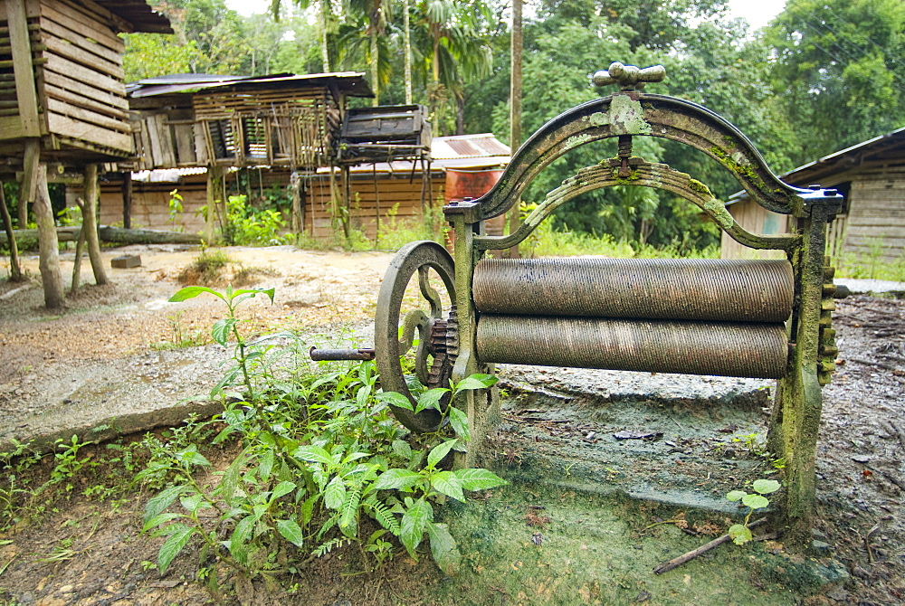 Iban Long House comunity, Rubber press. Kuching, Sarawak, Borneo, Malaysia, South-East Asia, Asia