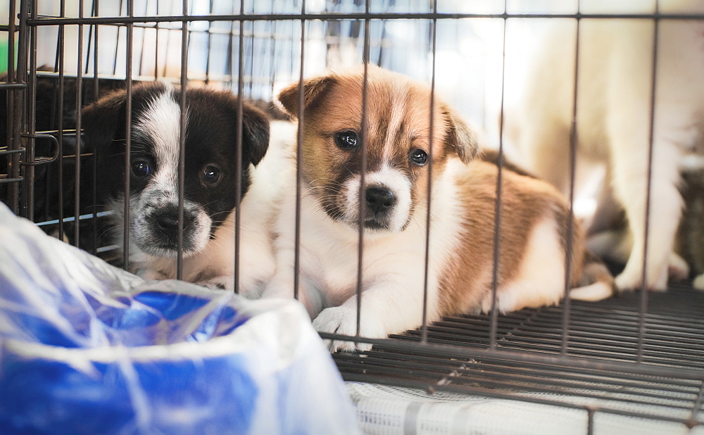 Domestic Puppies, being sold at market.  Kota Kinabalu, Sabah, Borneo, Asia