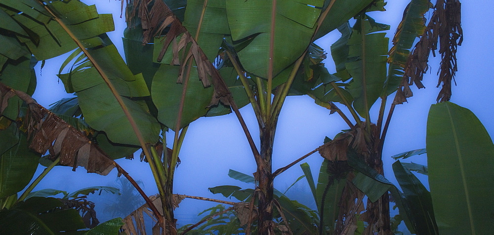 Rainforest vegetation. Kampung Kiau Nulu Village, Sabah, Borneo, Asia