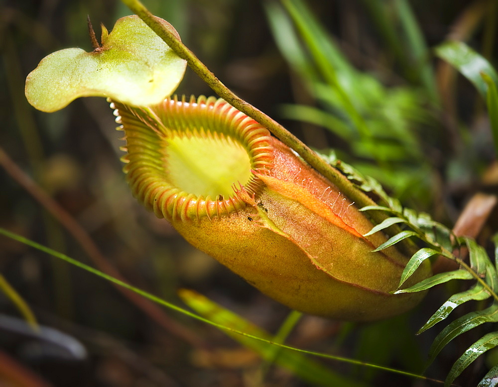 Wild Tropical Pitcher Plant (Nepenthes).  Kinabalu National Park, Sabah, Borneo, Asia