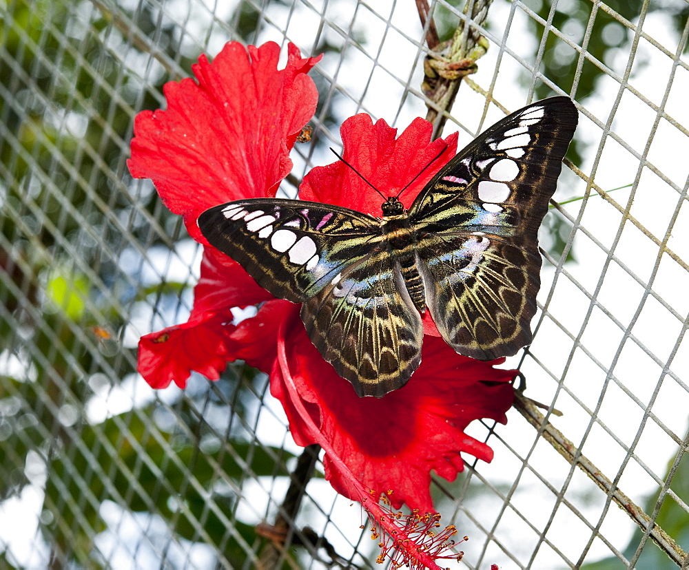 Butterfly at the Butterfly Farm.  Poring Hot Springs, Sabah, Borneo, Asia