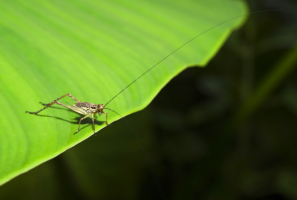 Grasshopper at the Butterfly Farm. Poring Hot Springs, Sabah, Borneo , Asia